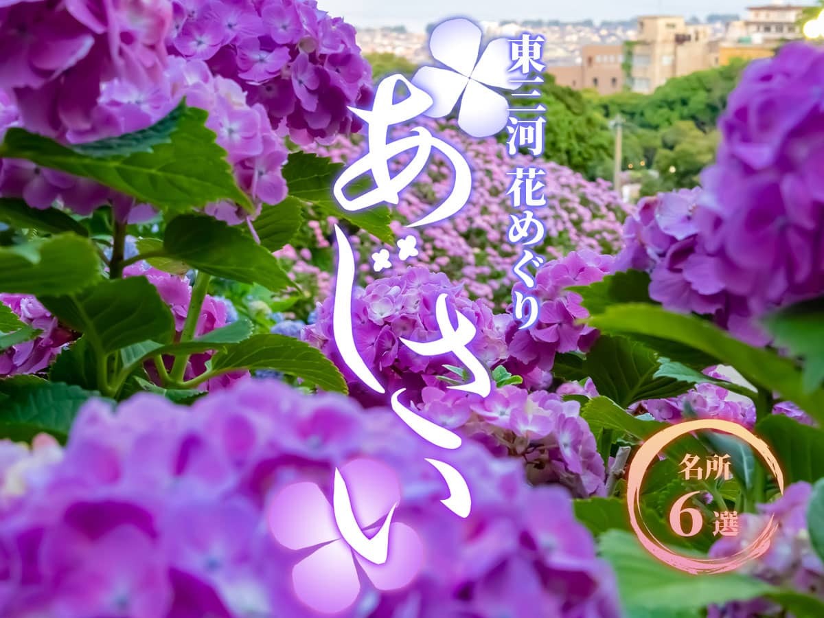 東三河花めぐり あじさい Tasuki タスキ