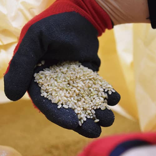 衛生管理された新工場で高品質なお米を届けるカスヤ