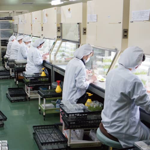 【工場パート】バイオテクノロジー「メリクロン」技術で日本の農業に貢献するベルディの求人（パート）