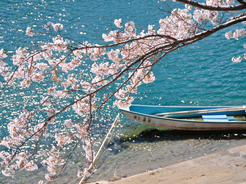 桜淵公園ボート