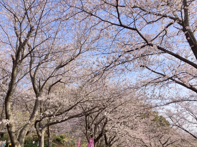 春日山形原神社桜