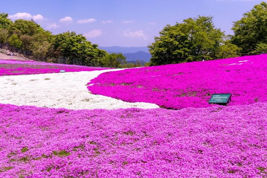 茶臼山高原