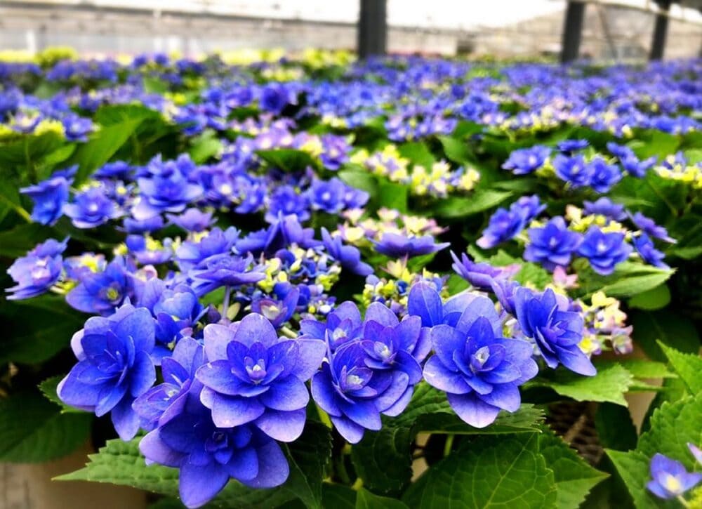 あかばねロコステーション田原の花