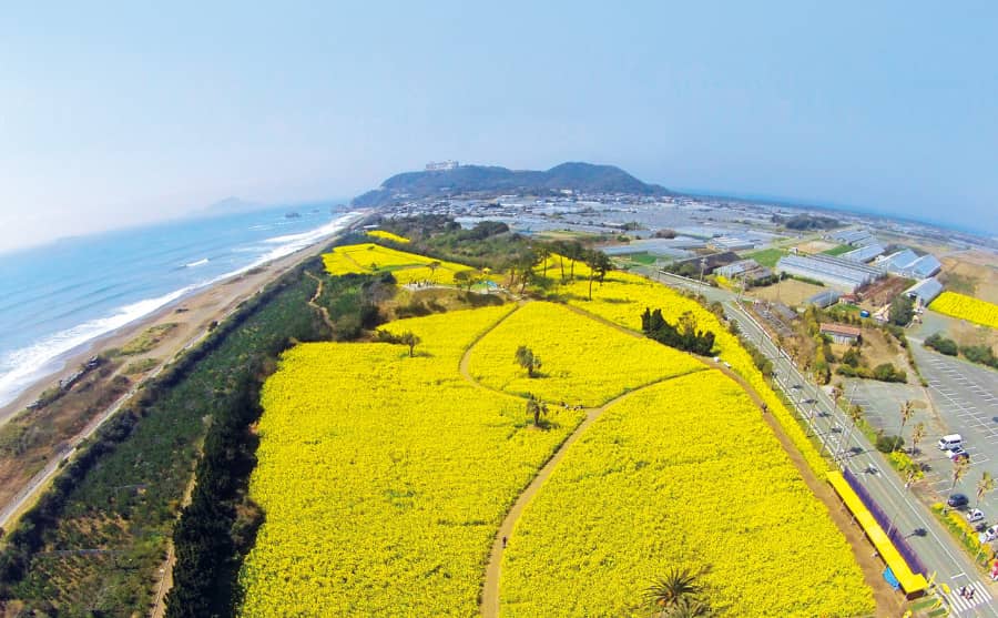 渥美半島菜の花まつり