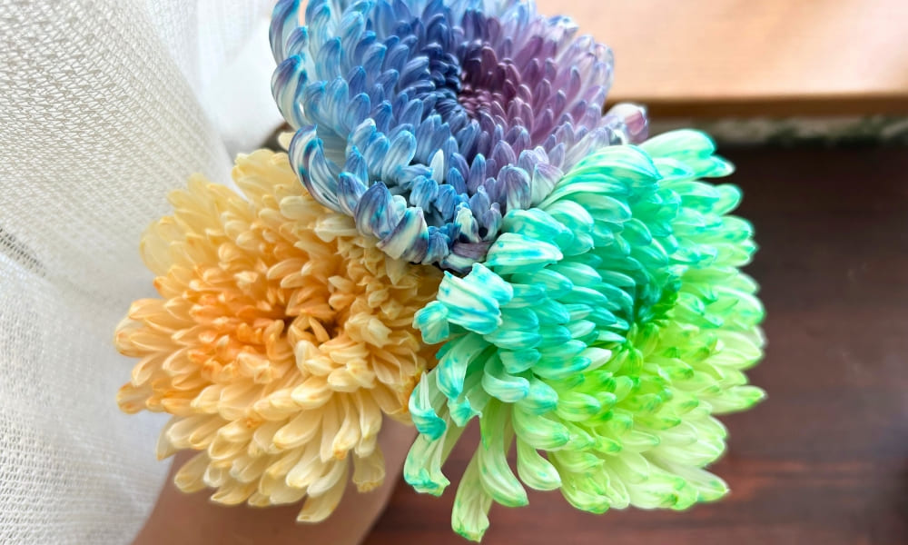 東三河名産品_田原市のカラーリングマム