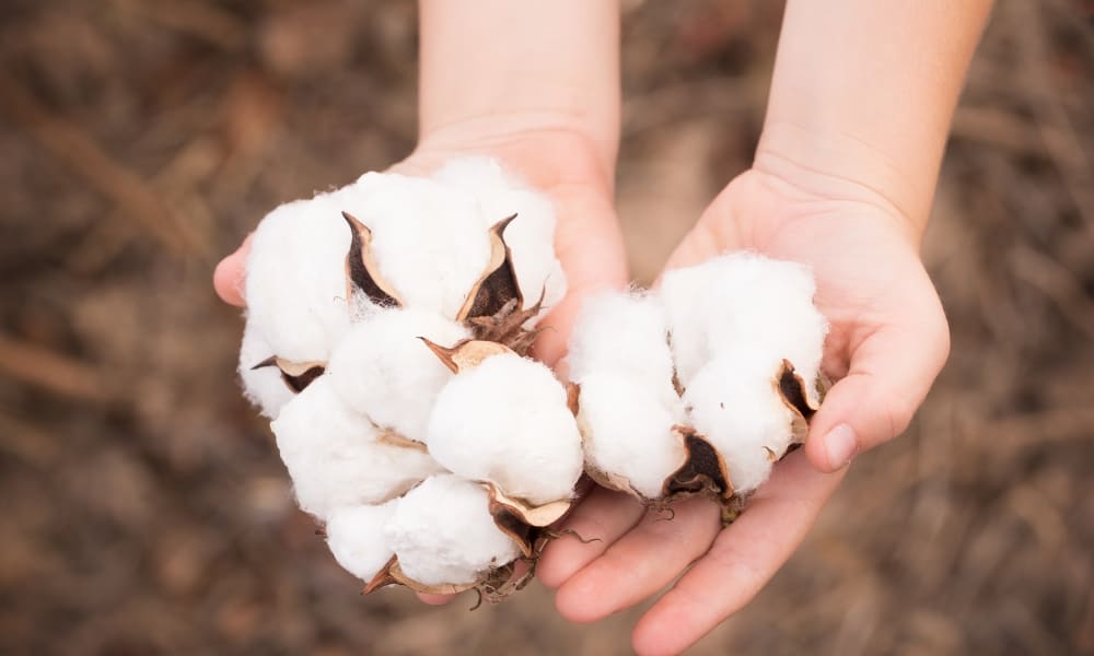 東三河名産品_蒲郡の綿産業