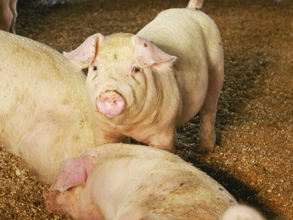 環境テクシス_養豚風景2