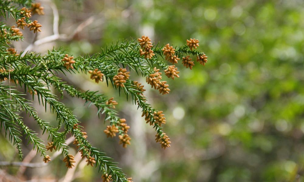 東三河花粉の飛散
