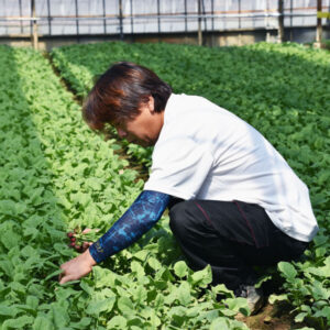 赤丸廿日大根儂人_富永 光昭（富永園芸）