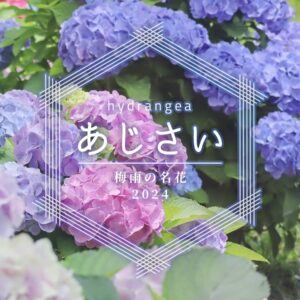 紫陽花スポット_東三河2024