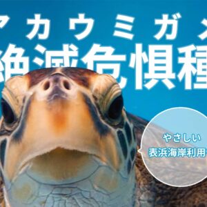 絶滅危惧種のアカウミガメ